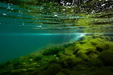 Bottom Of The Ocean Or Bottom At The Pond .